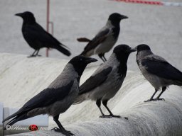  Schönbrunn am 22. 03. 2024